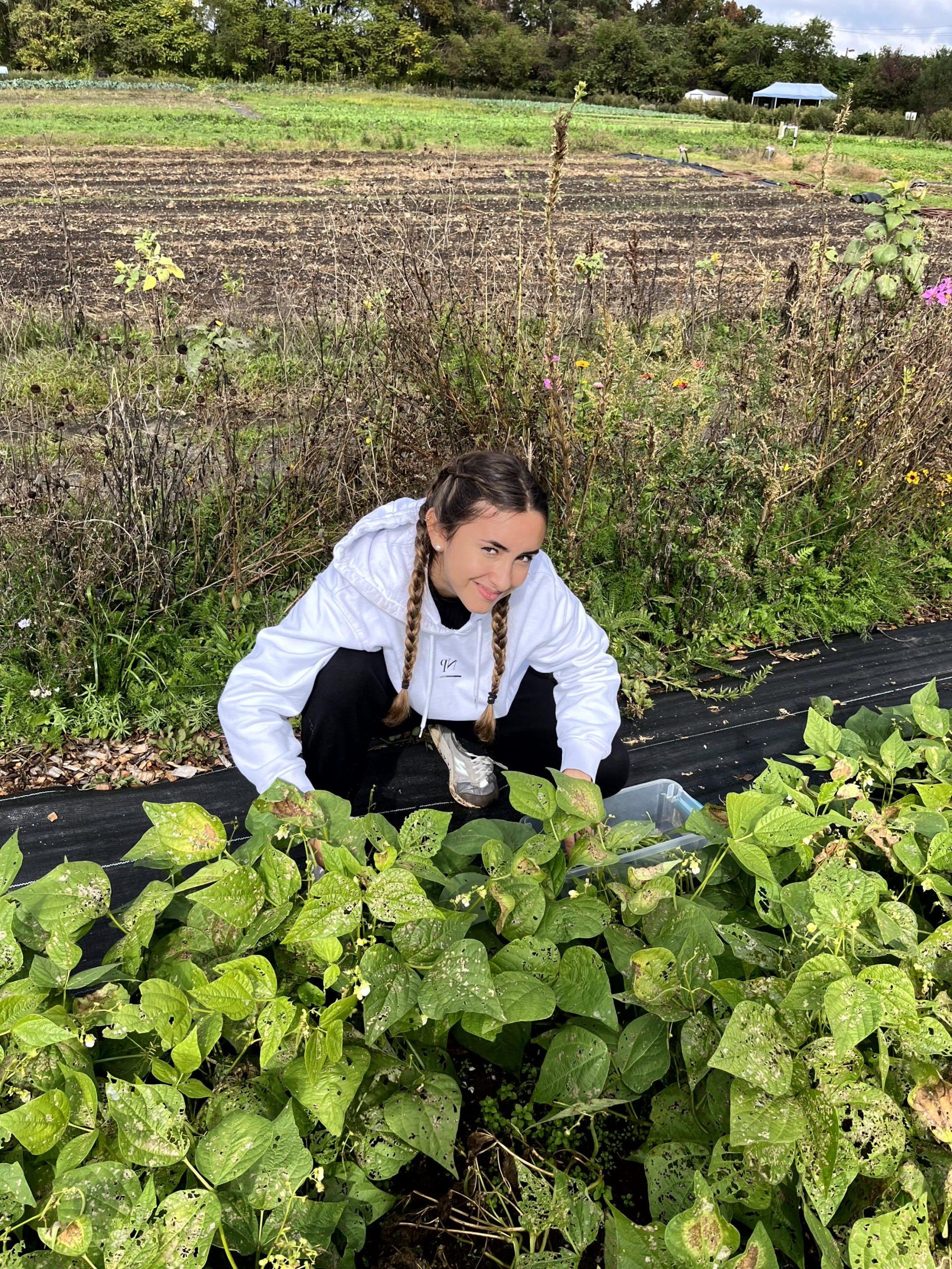 Knox Service Learning - Healthy Harvest Farm